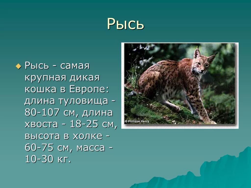 Рассказ о рыси. Доклад о Рысе. Маленький доклад про Рысь. Краткий доклад про Рысь. Рысь 4 класс