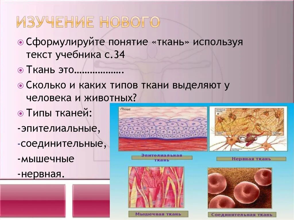 Ткани человека. Мышечная соединительная ткань. Ткани человеческого организма. Микроскопическое строение тканей.