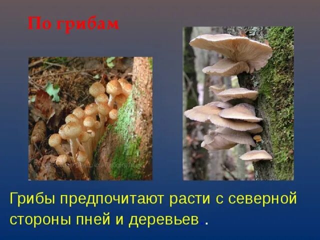 Какую сторону горизонта предпочитают грибы. Грибы предпочитают расти с северной стороны пней и деревьев.. ориентирование по грибам. грибы растут с северной стороны дерева. пень и грибы ориентирование.