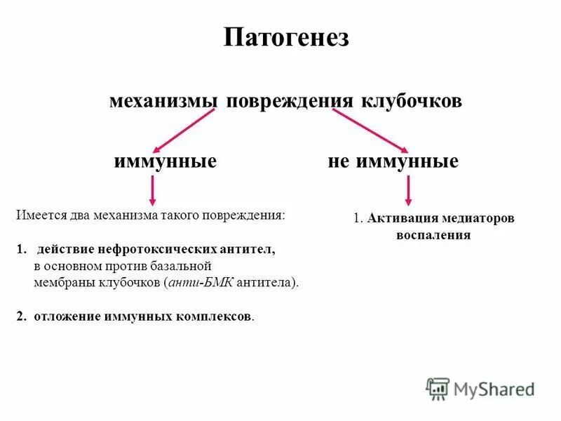 Патогенез повреждения. Механизмы повреждения клубочков почек. Иммунные механизмы повреждения клубочков.. Иммунный механизм гломерулонефрита. Иммунное повреждение клубочков при гломерулонефрите.