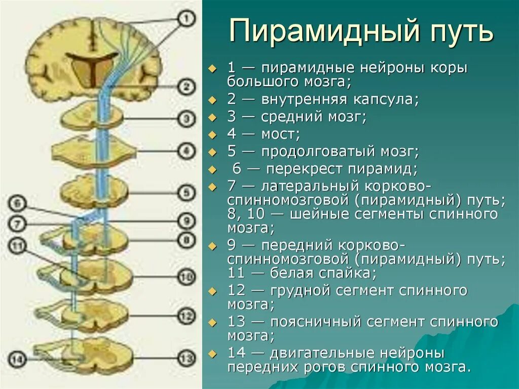 Пирамидная система анатомия неврология. Пирамидные проводящие пути. Перекрест пирамидного пути. Кортико-спинальный двигательный путь. Поражения корково мозга