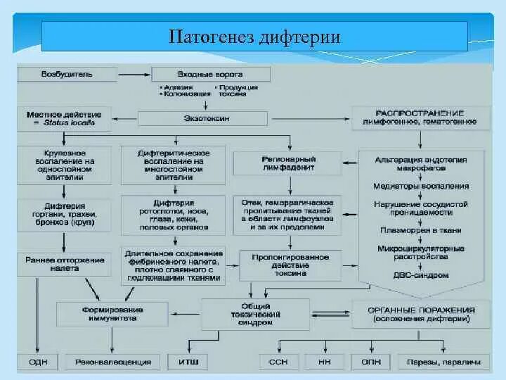 Схема микробиологического исследования дифтерии. Патогенез дифтерии схема. Этиология,пути передачи,патогенез дифтерии. Дифтерийный круп патогенез. Этиология дифтерии