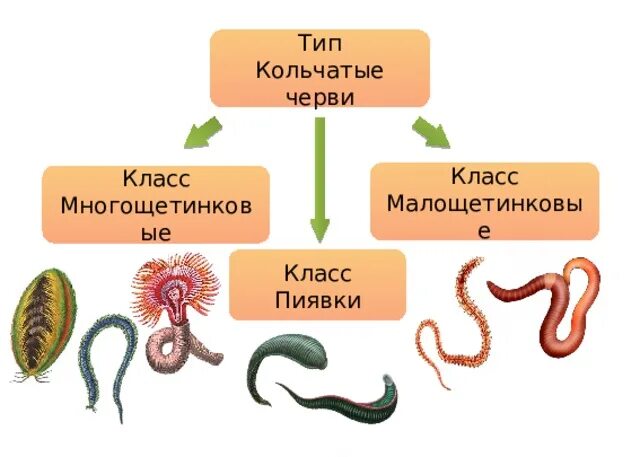 Тип кольчатые черви 7 класс кратко. Тип кольчатые черви класс пиявки. тип кольчатые класс пиявки. малощетинковые кольчатые черви. кольчатые черви класс пиявки.
