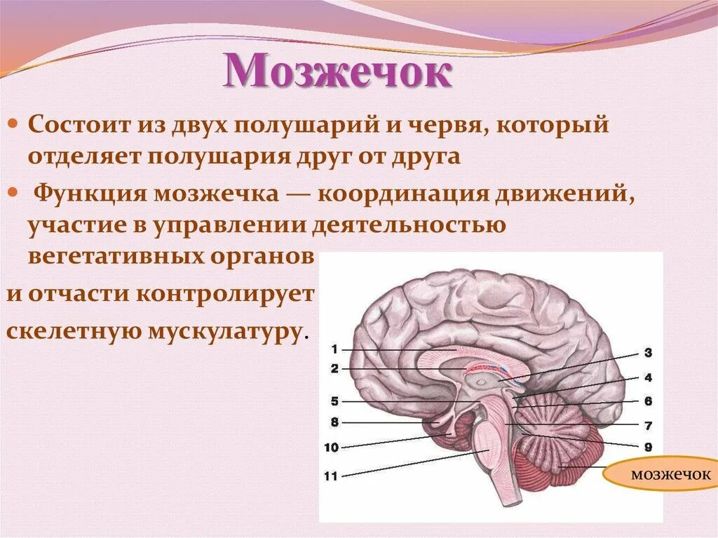 Особенности мозжечка головного мозга. Строение мозжечка в головном мозге. Мозжечок головного мозга анатомия. Мозжечок отдел головного мозга строение и функции. Структура мозжечка в головном мозге.