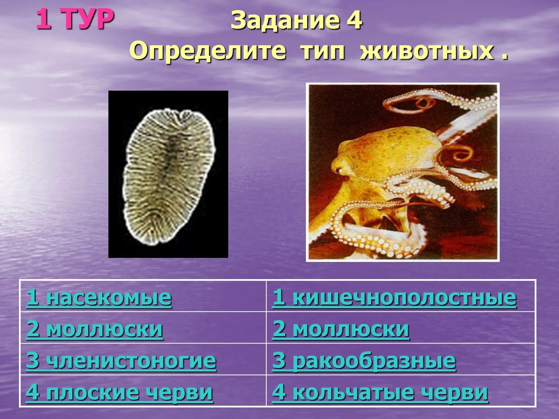 Простейшие кишечнополостные черви. Плоские черви и моллюски. Тип беспозвоночные. Кишечнополостные Членистоногие. Кишечнополостные моллюски Членистоногие.