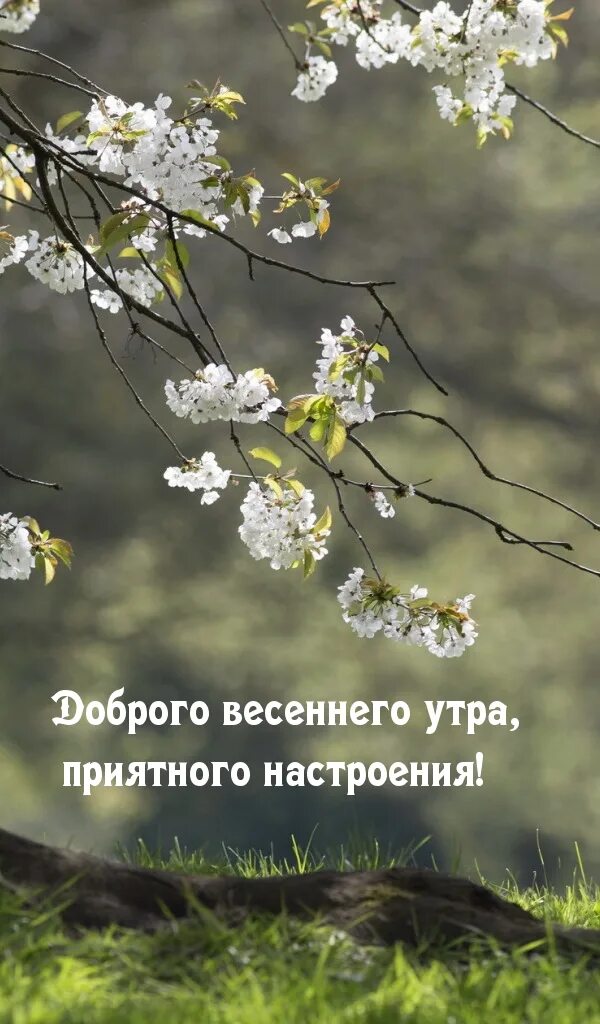 Природа весной. Утро картинки с надписями весенние. С бодрым весенним утром. Утро картинки с надписями весенние. Открытки с добрым утром весенние самые красивые.