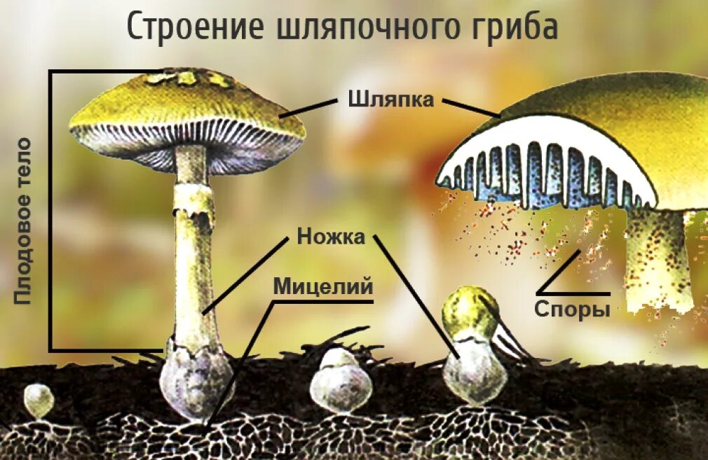 Прорастающие споры гриба. Строение грибницы шляпочных грибов. Царство грибов строение жизнедеятельность размножение. Строение шляпочного гриба строение. Строение шляпочных грибов 5 класс биология.