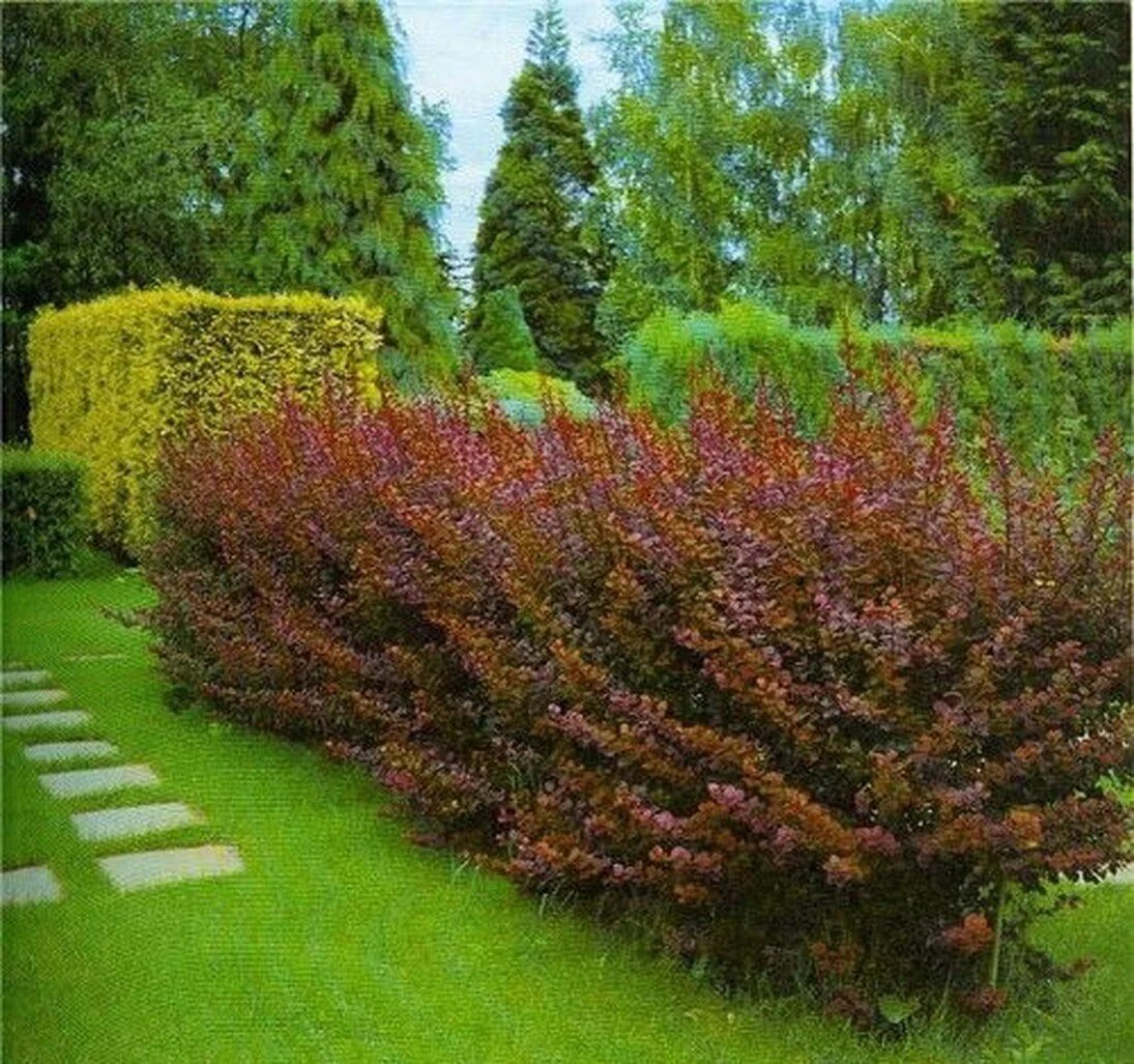 Какие кустарники можно. Какие кустарники можно. Барбарис оттавский суперба. Клён глобозум в живой изгороди. Какие кустарники можно.