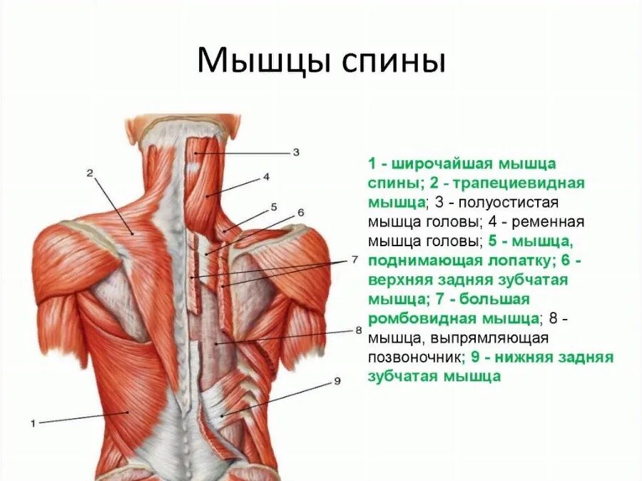 Мышцы разгибатели спины анатомия. Строение позвоночника с мышцами анатомия. Мышцы спины и шеи анатомия для массажистов.