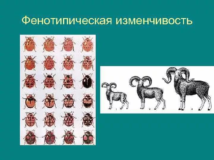 Гималайский кролик модификационная изменчивость. Фенотипическая изменчивость. Фенотипная изменчивость примеры. Фенотипическая изменчивость определенная.