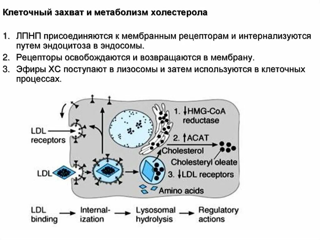 Основной процесс клеточного обмена. Эндоцитоз ЛПНП. Клеточный метаболизм. Эндоцитоз липопротеинов низкой плотности. Рецептор опосредованный эндоцитоз ЛПНП.