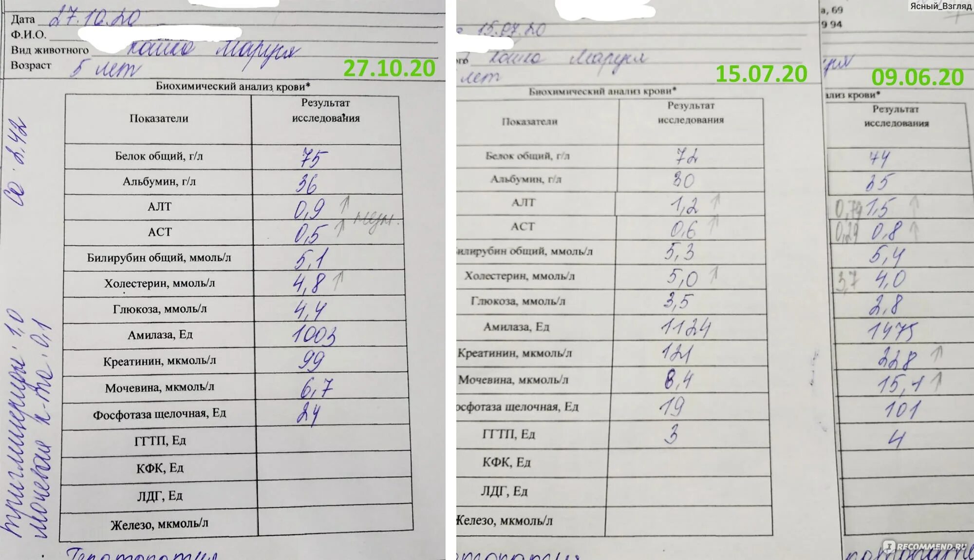 Подготовка к сдаче анализов биохимии. Анализ крови у животных. Общий анализ крови у животных. Анализ крови собаки. Биохимия крови у собак.