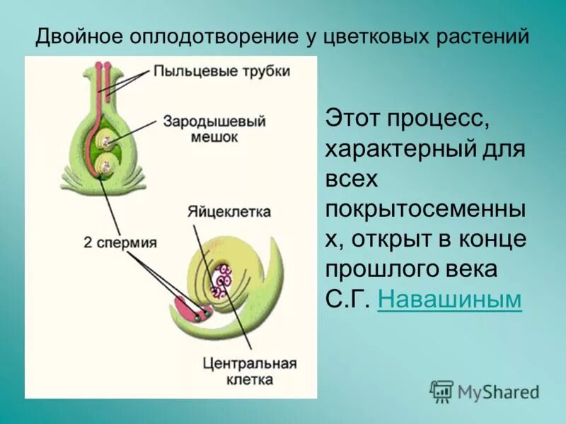 Описание двойного оплодотворения. Схема двойного оплодотворения у покрытосеменных растений. Процесс двойного оплодотворения у растений. Результат процесса оплодотворения у цветковых растений. Процесс оплодотворения у цветковых растений рисунок.