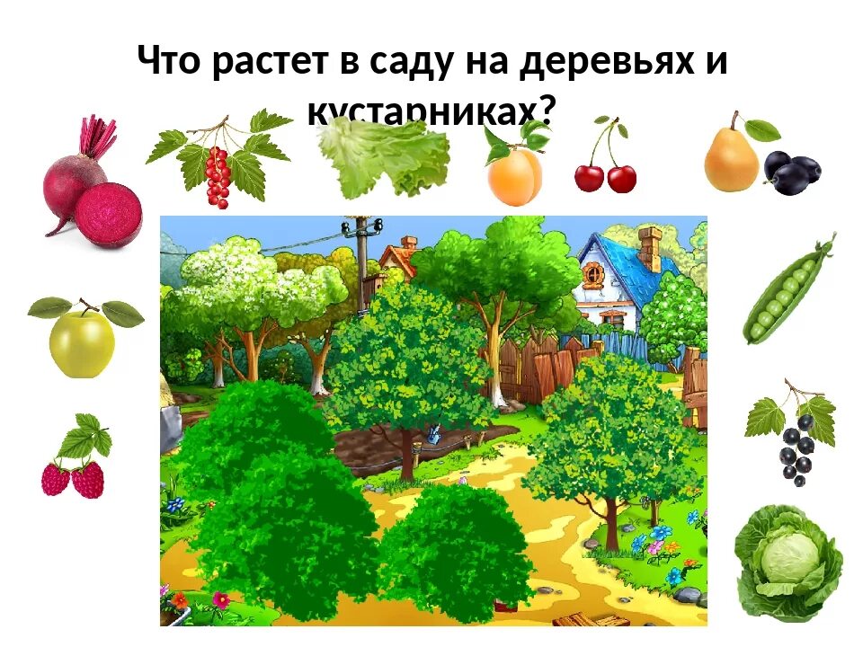 Игра что где растет. Игра что растет в саду. Плодовые деревья для дошкольников. Сад фрукты задания для дошкольников.