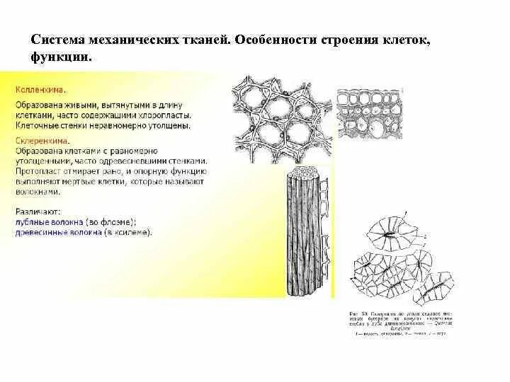 Часть механической ткани у растений. Ткани растений механическая ткань особенности строения. Строение клеток механической ткани растений. Особенности строения механической ткани растений. Строение клеток живой механической ткани поперечный разрез.