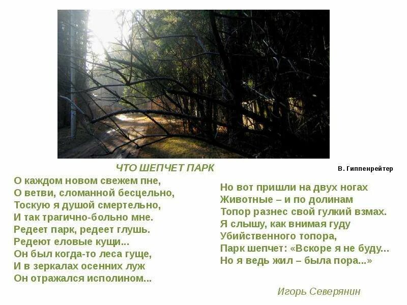 Грустные стихи про осень. Березовая роща ярославль. Парк шепчет вскоре я не буду. Старые парки. Парк шепчет вскоре я не буду.