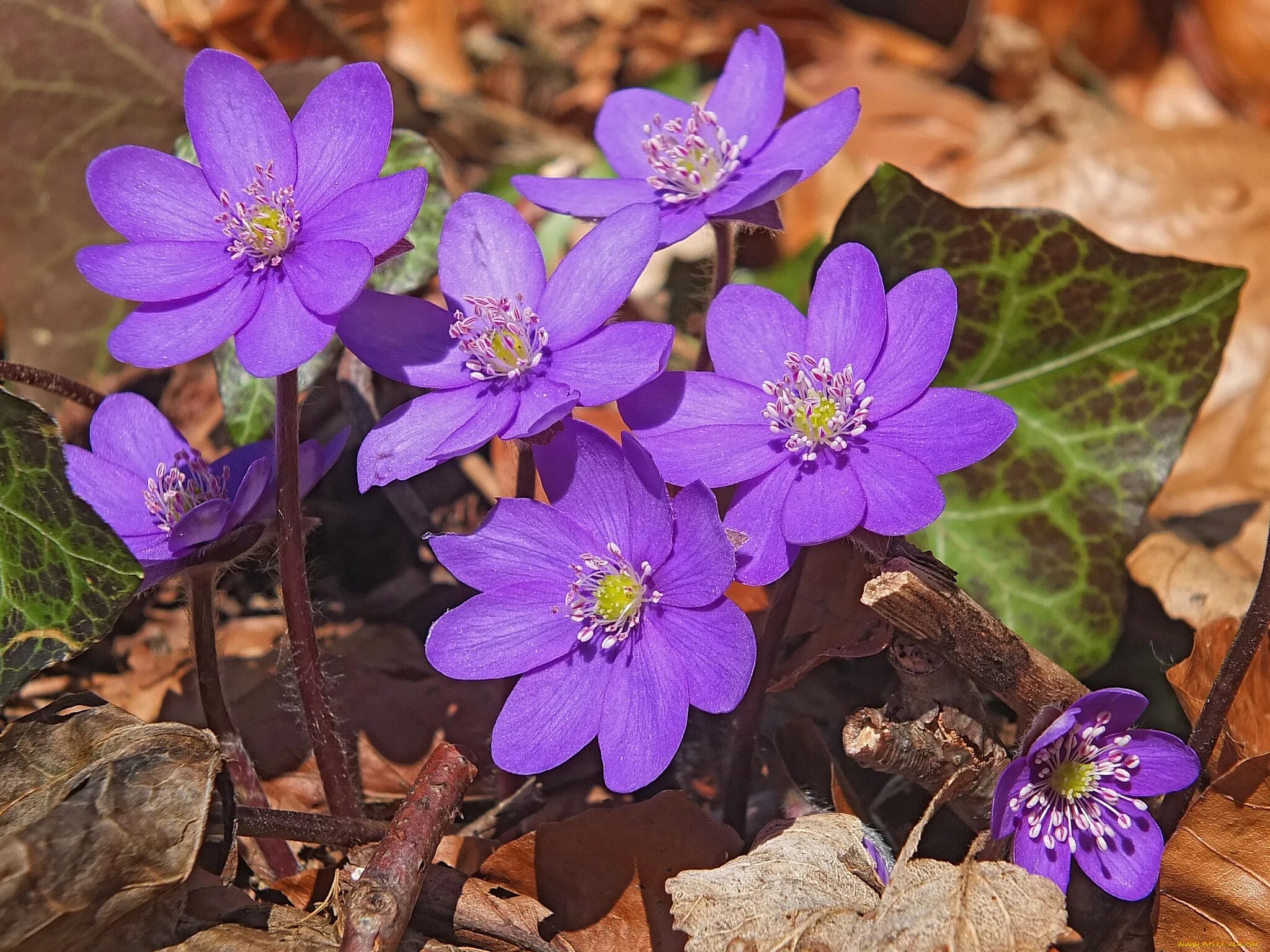 Перелеска печеночница. Печеночница благородная (hepatica Nobilis). Печеночница благородная (перелеска).