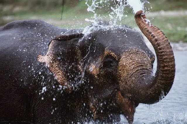 Elephant множественное. Хобот слона. Слон хобот вода. Слон купается. Слон поливает себя водой.