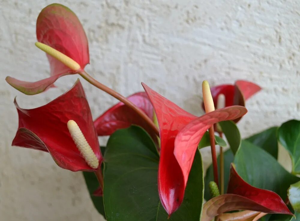 Антуриум казанова фото. Антуриум casanova. Антуриум динамит ред. Антуриум карма дарк ред. Антуриум сорт ред.