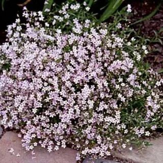 Baby's Breath Seeds - Gypsophila - Perennial Flower Seeds