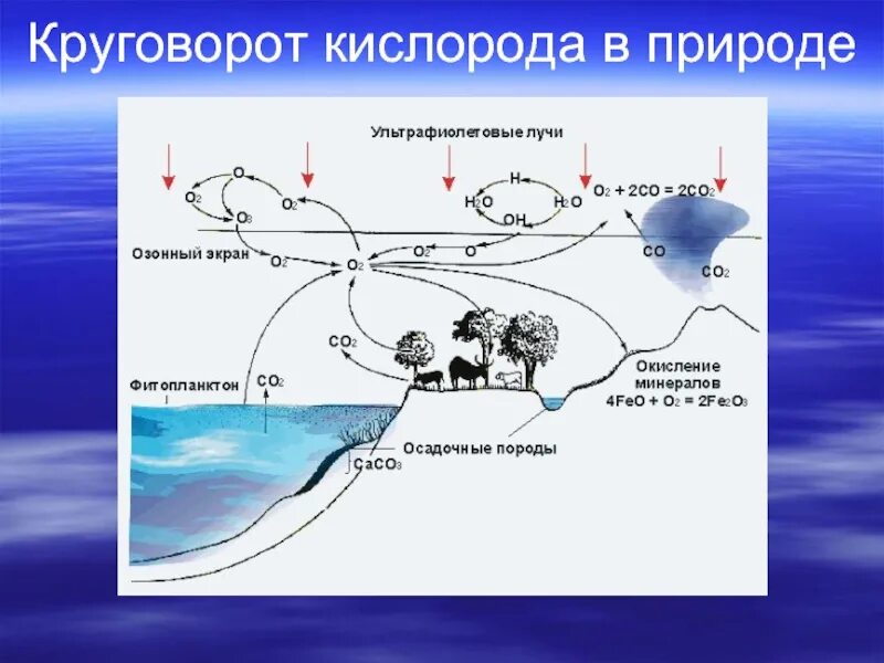 Схема круговорота кислорода в биосфере схема. Круговорот со2 в природе схема. Круговорот кислорода. Круговорот кислорода в биосфере схема. Последовательность этапов движения кислорода