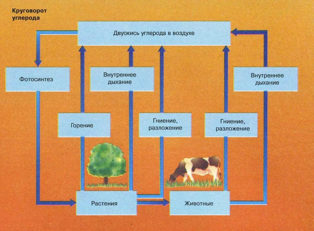 Химические соединения углерода. Углерод реагирует с. Опорный конспект по теме углерод. Углерод урок химии 9 класс. Кислородные соединения углерода 9 класс соединения.