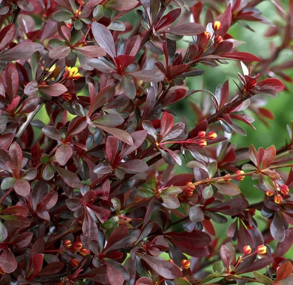 Барборис. Барбарис Тунберга Атропурпуреа. Барбарис Тунберга (Berberis thunbergii). Барбарис оттавский Аурикома. Барбарис Тунберга ред Чиф.