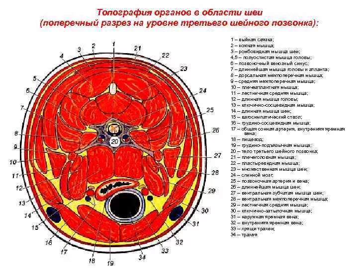 Топографические срезы. Поперечный срез шеи топографическая анатомия. Поперечный срез шеи анатомия. Шейный позвонок поперечный срез. Поперечный срез шеи топографическая анатомия человека.