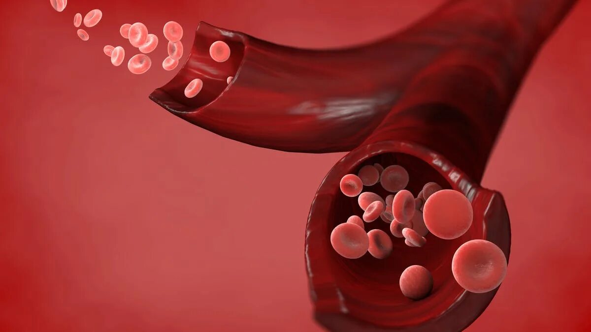 Глотать кровь можно. Кровеносные сосуды со стазом эритроцитов. Картинки с эритроцитами в венах.