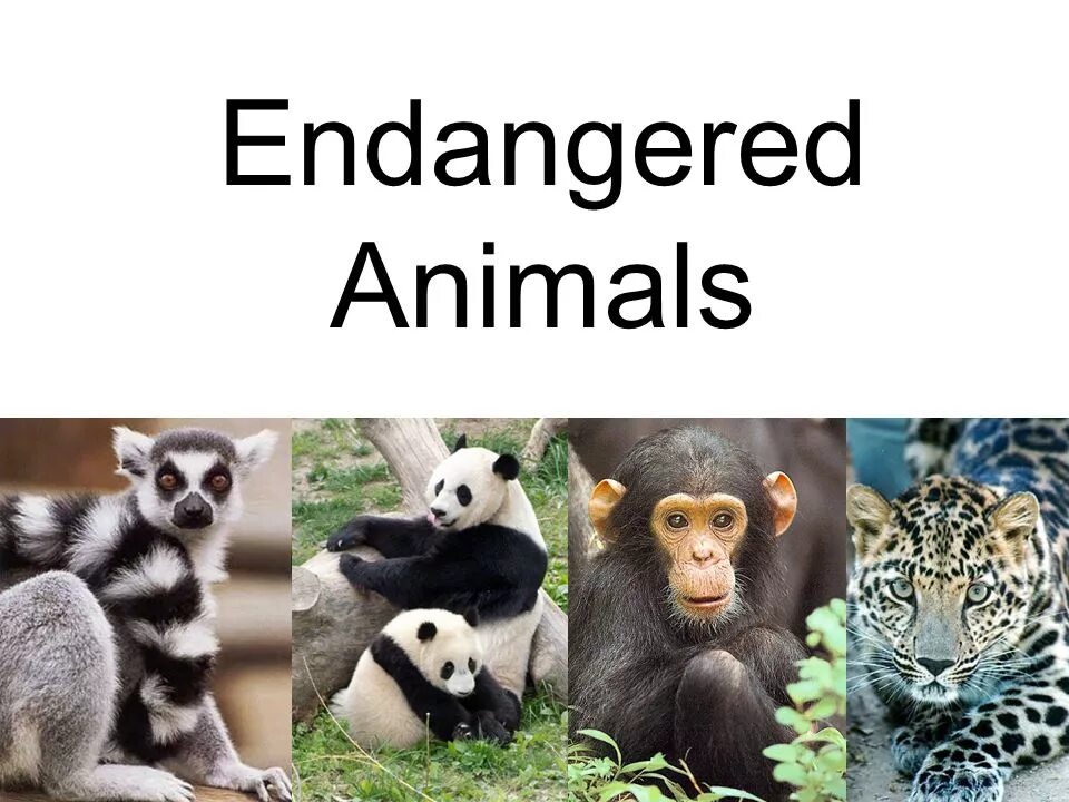 Проект endangered animals. Endangered species презентация. Проект endangered species of animals. Проект на тему endangered animals and Plants. Some animals go to a shelter