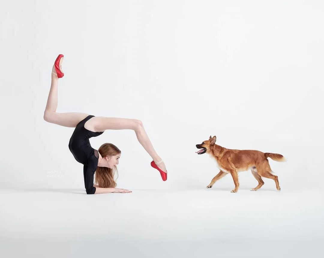 Мэри влад танец со зверем. Собаки в балете. Собака танцор. Читать танец со зверем. Dancer собака.