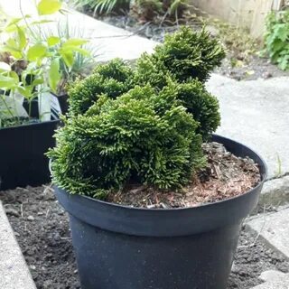 Кипарисовик посадка и уход