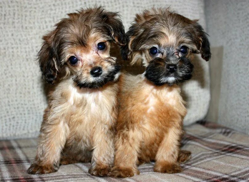 Собака спб. Петербургская орхидея щенки. Петербургская орхидея короткошерстная. Щенки спб. Собака спб.