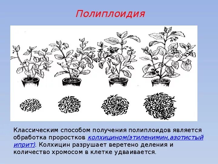 Метод полиплоидии. Методы селекции полиплоидия. Метод полиплоидии в селекции. Колхицин полиплоидия.