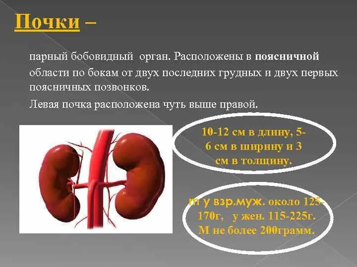 Три раза по почкам. Почки расположены. Правая и левая почки расположены. Почки расположены на уровне. Левая почка выше правой.