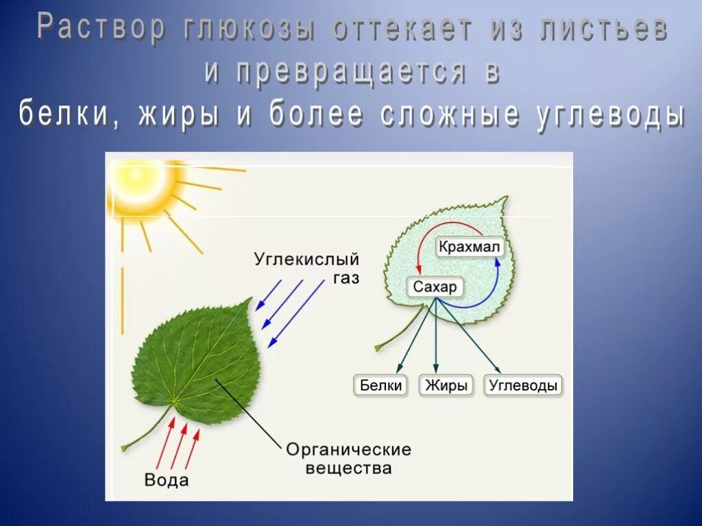 Глюкоза углекислый газ вода. Процесс фотосинтеза у растений схема. Фотосинтез дерева схема. Основное вещество фотосинтеза. Схема отражающая процесс фотосинтеза.