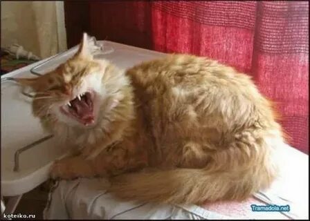 Звук для кота чтоб прибежал