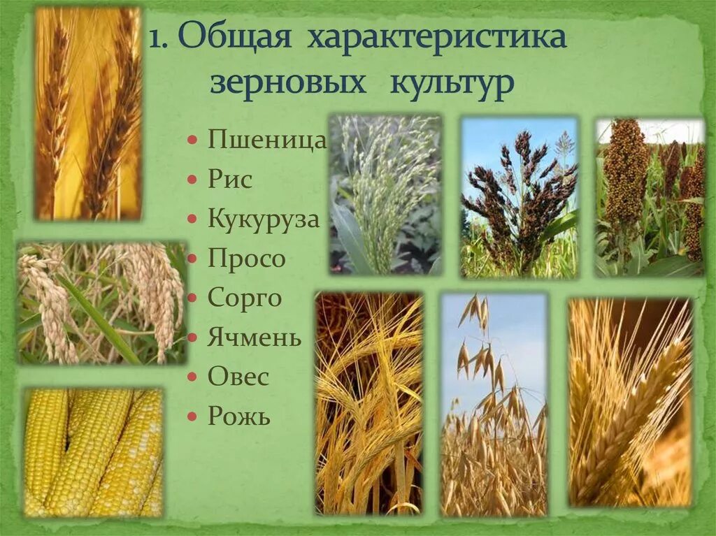 Назовите растительные корма. Культурные растения: - хлебные злаки (рис, пшеница, кукуруза)......?. Пшеница ,рис, рожь,сорго,просо,овес,ячмень. Пшеница рожь овес кукуруза рис. Растения семейства злаковые пшеница.