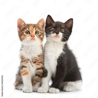 2 кота и кошечка мяу