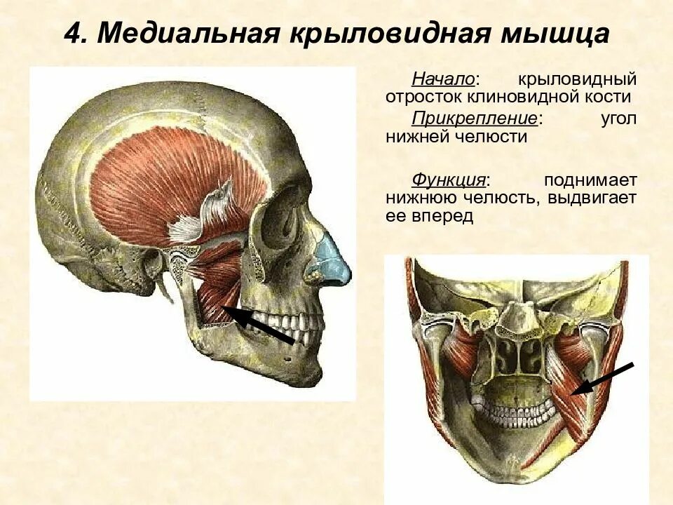 Мышцы поднимающие нижнюю челюсть. Латеральная и медиальная крыловидные мышцы. медиальная крыловидная мышца начало прикрепление и функции. прикрепление медиальной крыловидной мышцы. жевательные мышцы медиальная крыловидная.