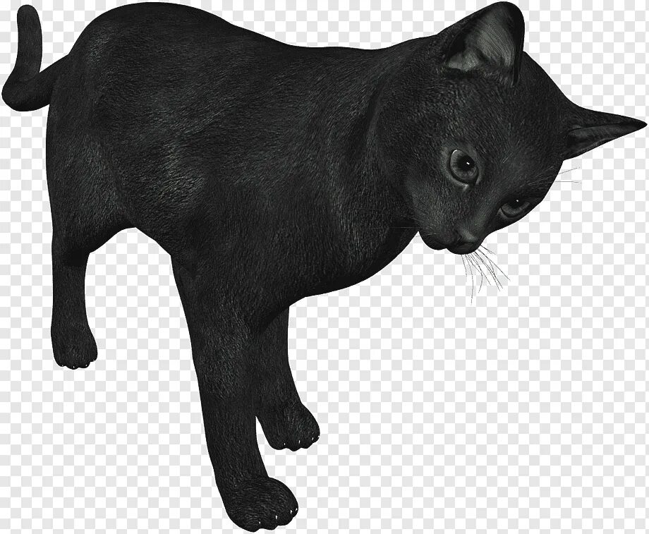 X3d animation black cat