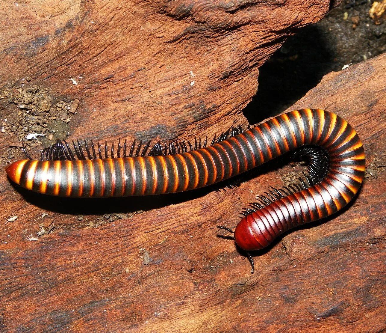 Парилис кивсяк. Полосатый кивсяк. Кивсяк (parilis acuticonus).