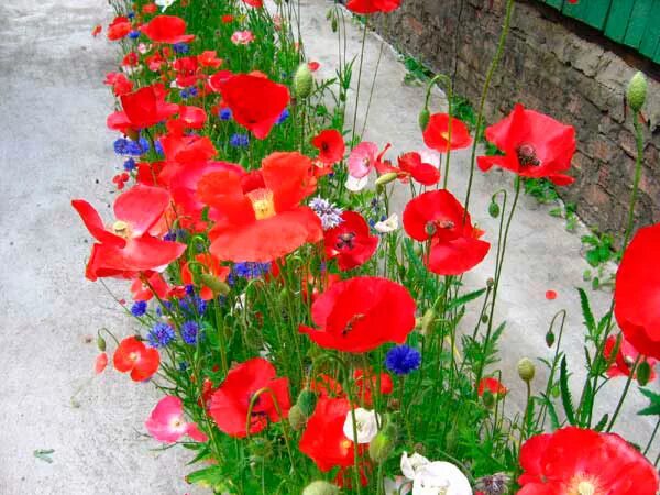 Клумба с маками. Мак-самосейка мак павлиний. Клумба с маками. Клумба с маками. Клумба с маками.
