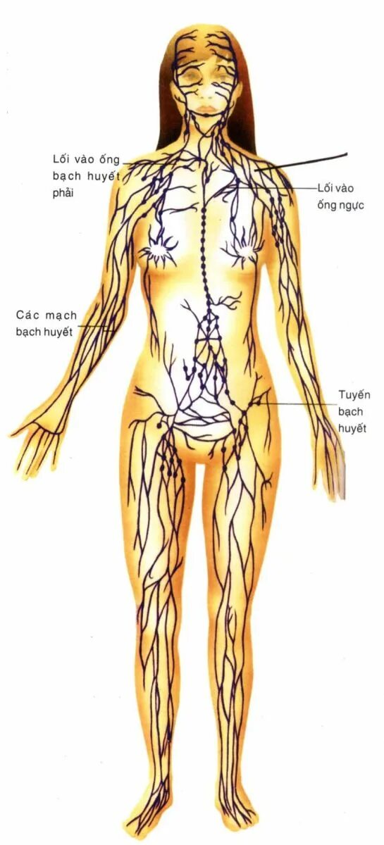 Лимфатическая система тела схема. Лимфатическая система человека анатомия движение лимфы. Лимфатическая система человека схема движения лимфы. Лимфатическая система у женщин анатомия. Движение лимфатических сосудов