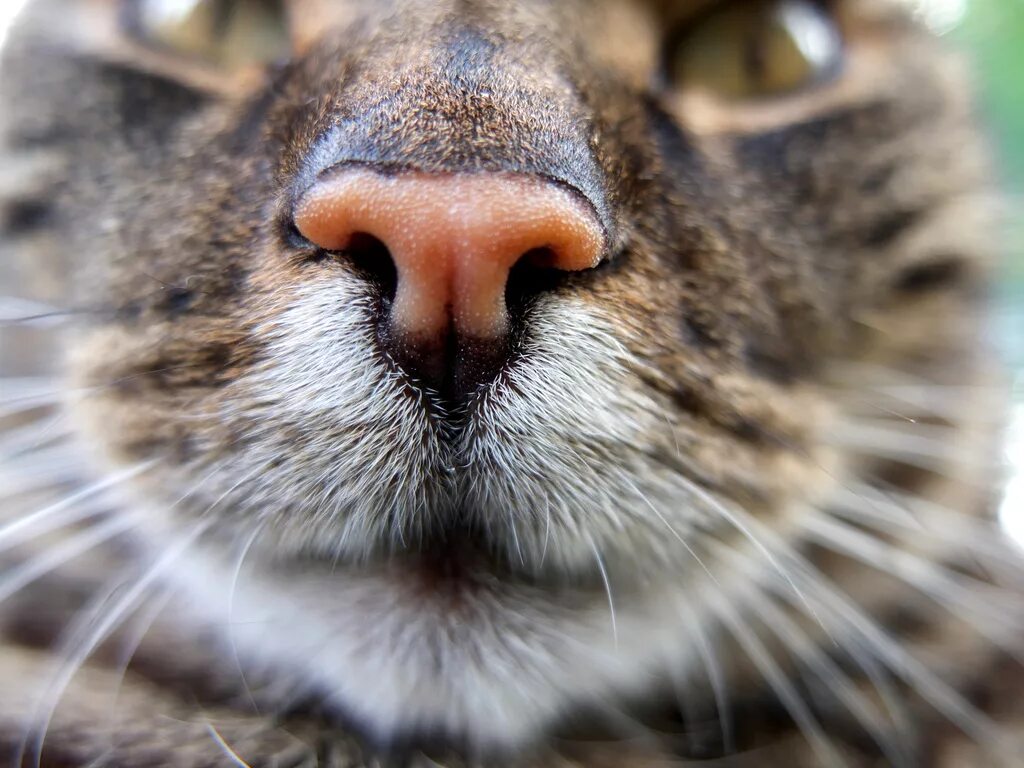 непарнокопытные тапиры. тапир улыбается. ослик мордочка. носы млекопитающие. лошадь крупным планом.