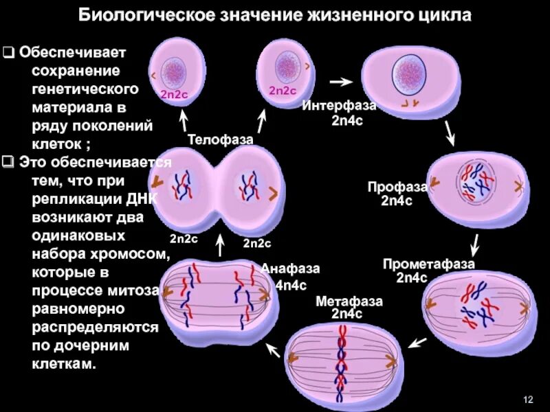 Набор клетки 2n2c. Хромосомный набор 2n4c. Жизненный цикл клетки набор хромосом. 2n2c набор хромосом митоз. Биологический смысл деления клетки