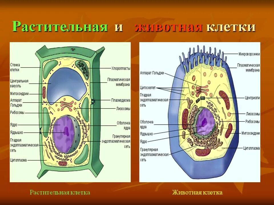 Строение клетки животных и клетки растений. Строение животной и растительной клетки рисунок с подписями. Органоиды клетки животных и растений. Строение растительной и животной клетки. Организация строения клеток