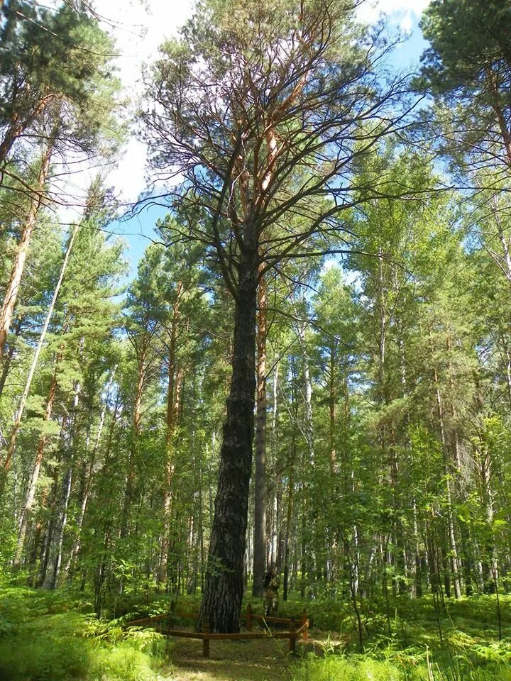 Хвойный красноярск. Сосновый бор красноярск. Хвойный красноярск. Хвойники сибири красноярск. Сосны жк красноярск.