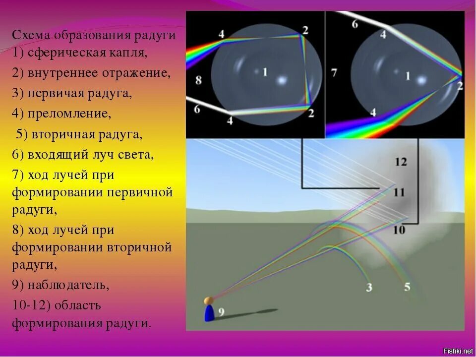 Явление с точки зрения физики. Схема образования радуги. Формирование радуги. Схема появления радуги. Схема наблюдения радуги.