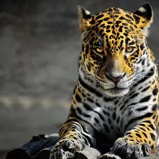 Сайт картинок в качестве
